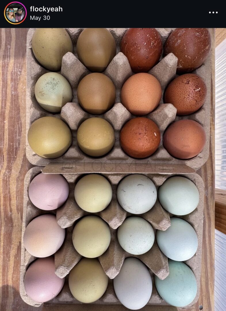 Assorted eggs in two cardboard cartons.