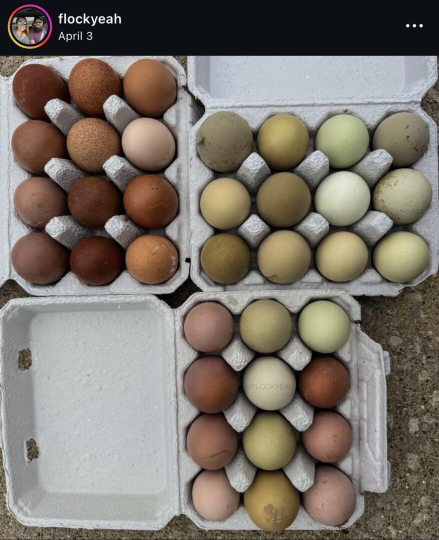 Cartons of assorted eggs in varying colors.