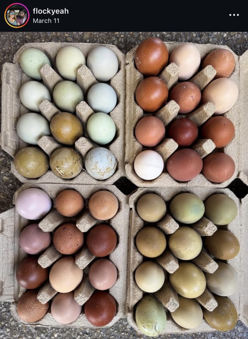 Assorted eggs in four cardboard cartons.