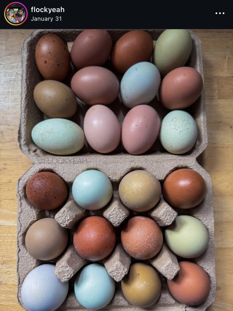 Speckled and pastel eggs in open carton