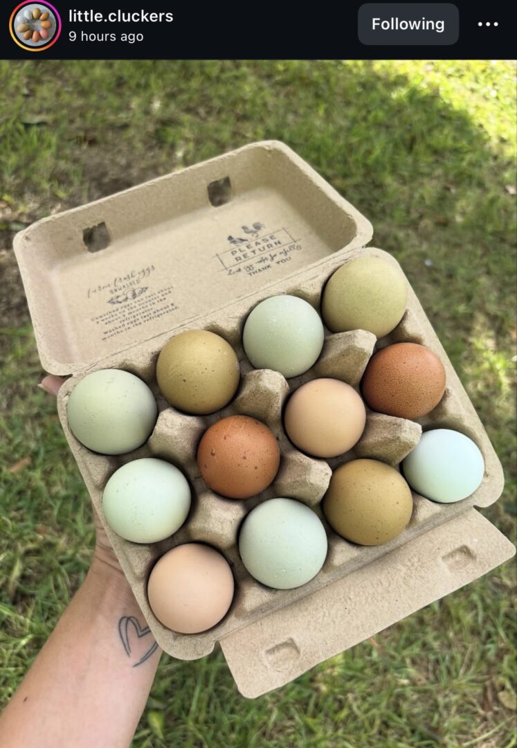 Carton of multicolored eggs outdoors.