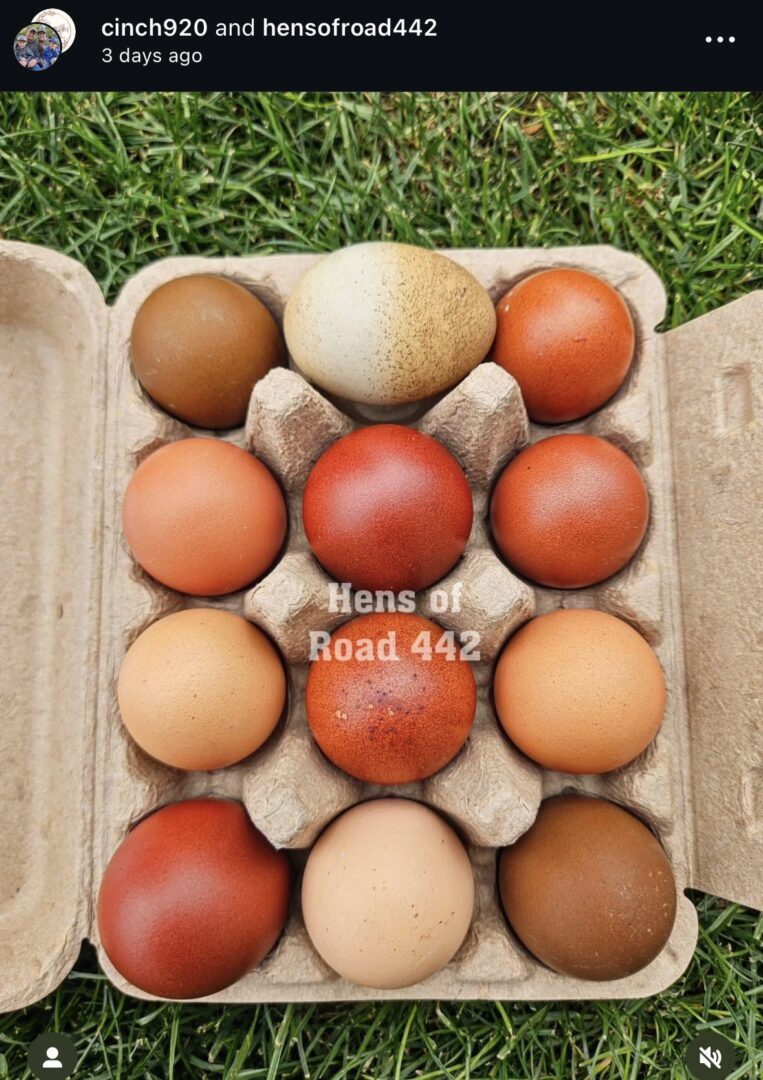 Variety of eggs in a carton.