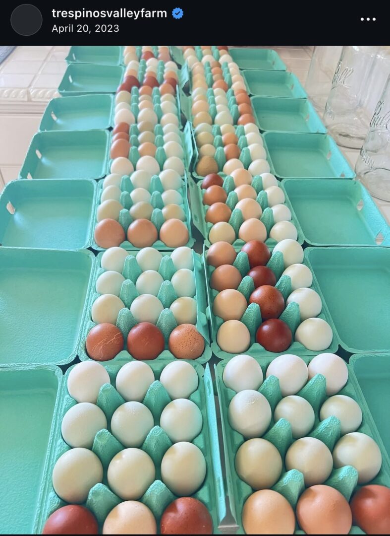 Colorful eggs in multiple cartons displayed neatly.