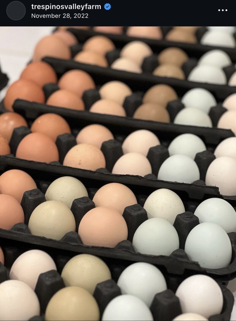 Variety of eggs in black trays.