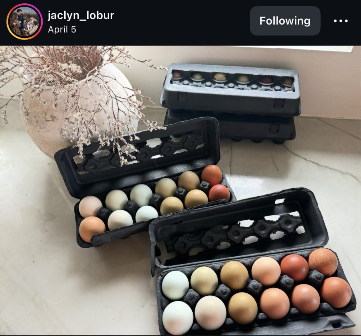 Colorful eggs in black cartons displayed indoors.