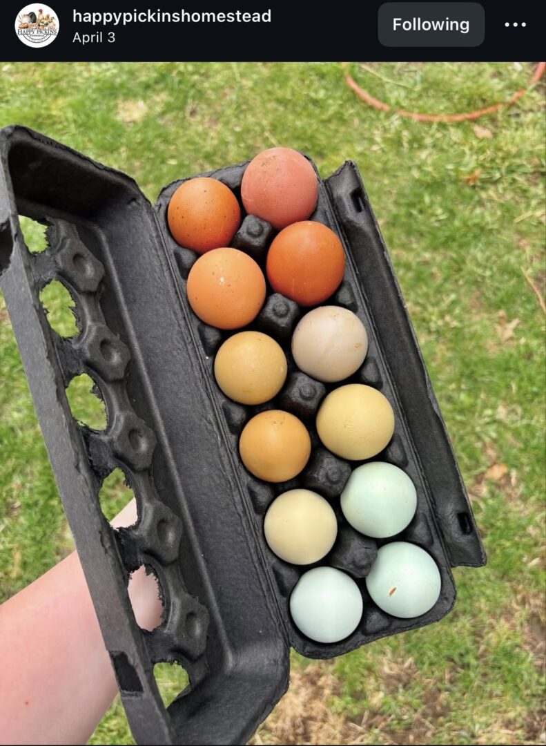 Assorted brown and blue eggs in carton