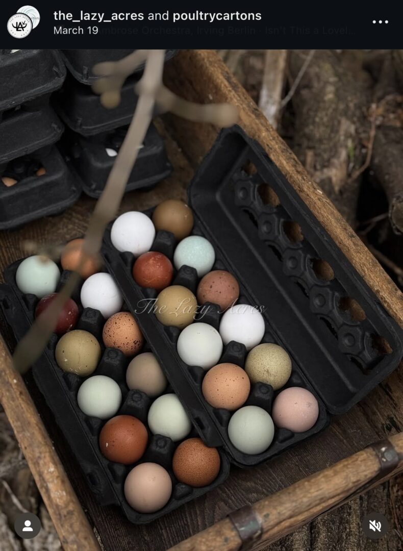 Assorted eggs in black carton on wood