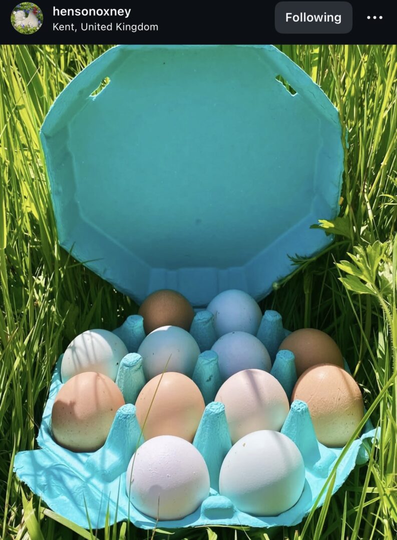 Eggs in a blue carton outdoors.