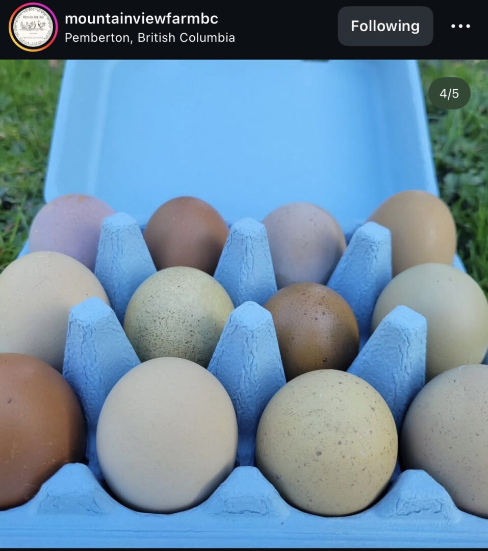 Dozen farm eggs in light blue tray